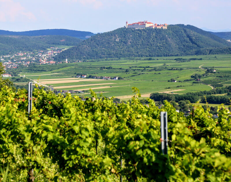 Lesehof Stagard Weinberge und Blick auf Stift Goettweig Lesehof Stagard Weinberge und Blick auf Stift Goettweig