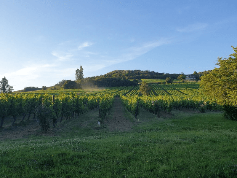 Blick in die Weinberge des Guts Blick in die Weinberge des Guts