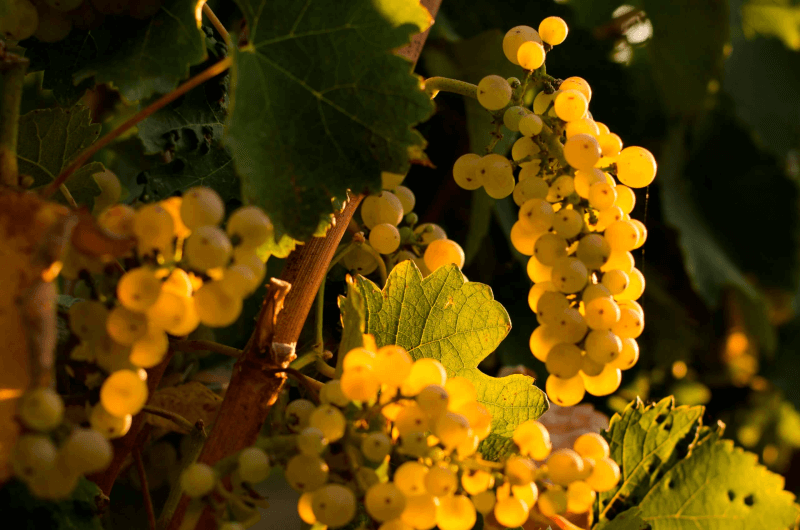 Grampsas Winery Druiven Grampsas Winery Druiven