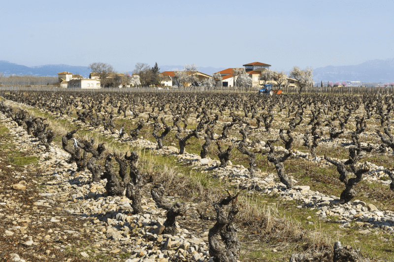 Die Weinberge der Finca la Emperatriz mit den typischen Kiesböden Die Weinberge der Finca la Emperatriz mit den typischen Kiesböden