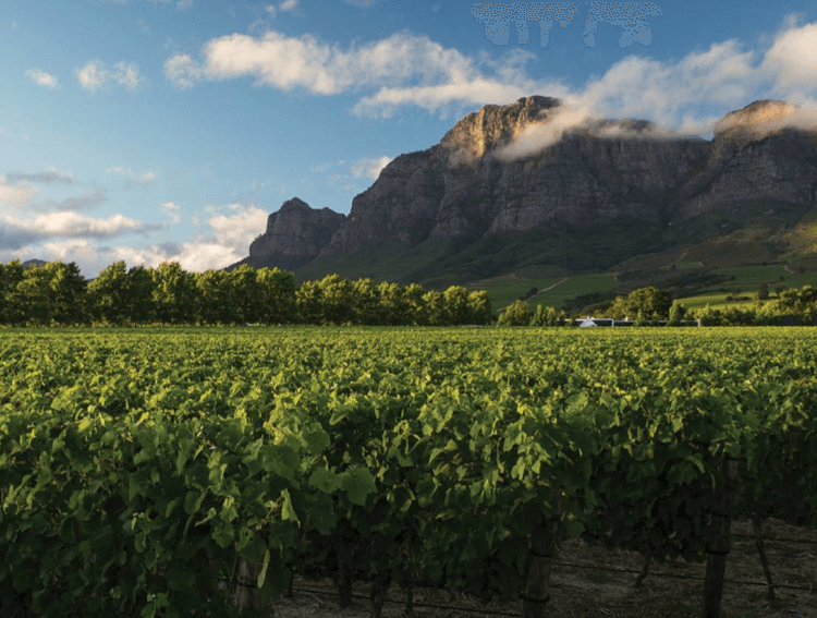uitgestrekte wijngaarden bij Rupert & Rothschild Vignerons 