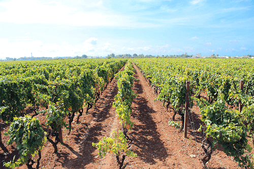 Wijnstokken van Farnese Vini in Apulië Wijnstokken van Farnese Vini in Apulië